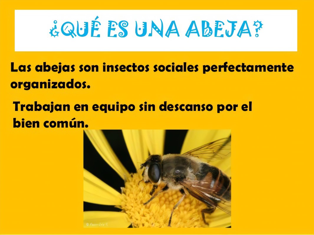 Abeja